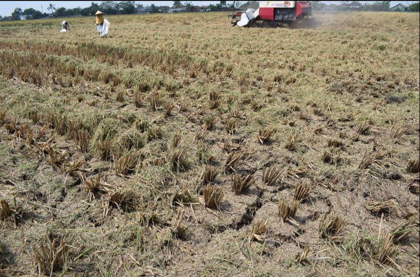 Ilustrasi sawah pertanian (Dok. Kementan)