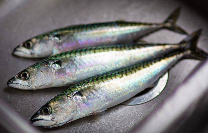 ilustrasi ikan Chirosentrus (unsplash.com/Ben Wicks)
