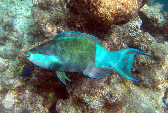 ilustrasi ikan Scarus (commons.wikimedia.org/Ewa Barska)