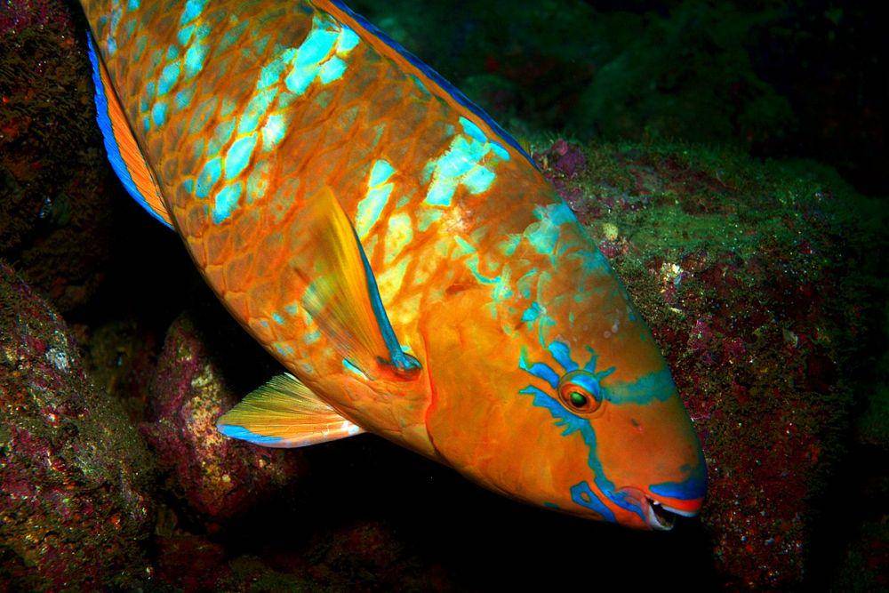 ilustrasi ikan Scarus (commons.wikimedia.org/LASZLO ILYES)