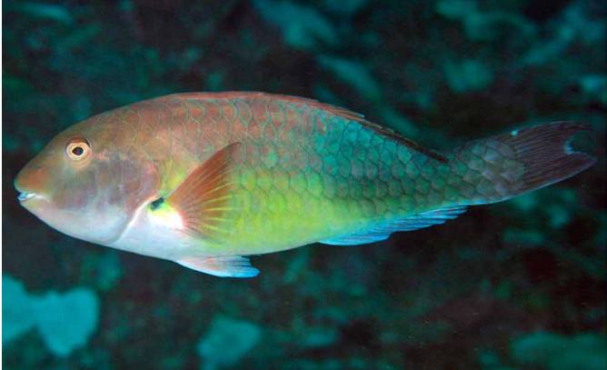 ilustrasi ikan Sparisoma (commons.wikimedia.org/Reeffish)