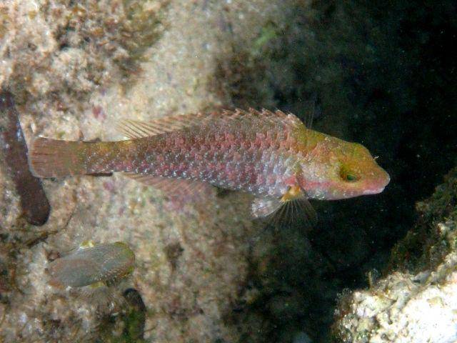 ilustrasi ikan Sparisoma (commons.wikimedia.org/Roberto Pillon)