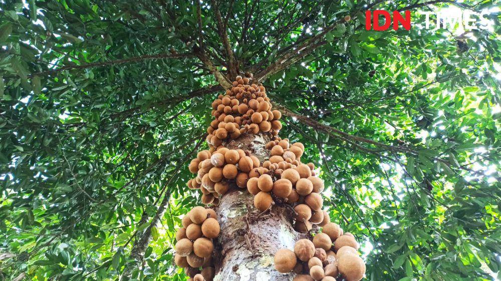 Buah Kepel yang sudah hampir matang. (FOTO: IDN Times/ Agung Sedana)