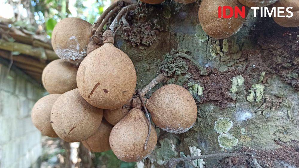 Buah Kepel, konon adalah makanan para bangsawan jaman dahulu. (FOTO: IDN Times/ Agung Sedana)
