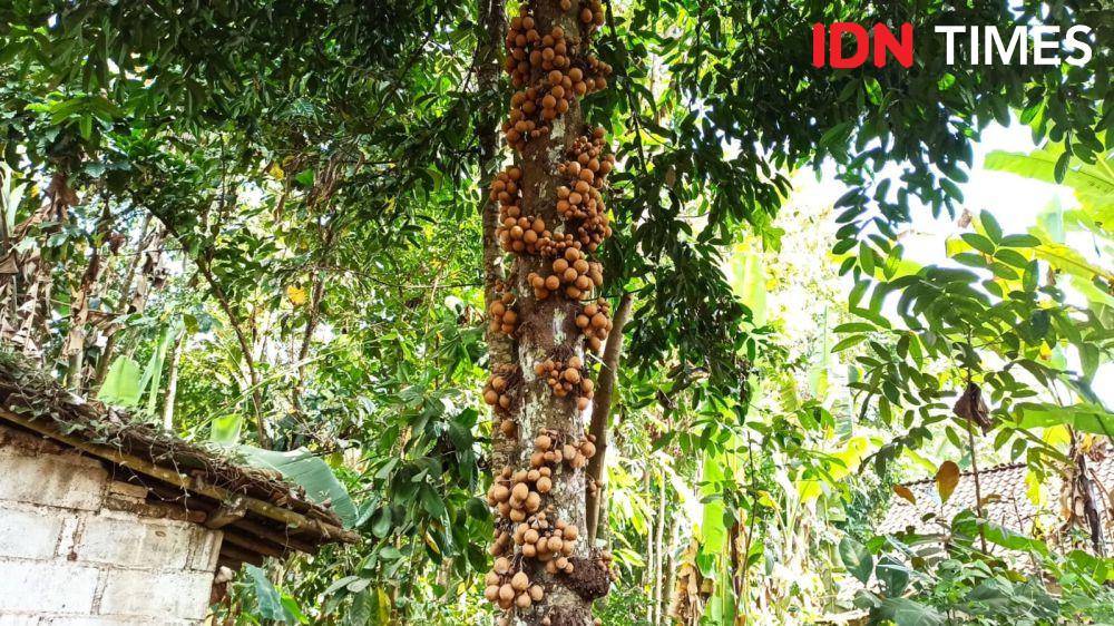 Pohon Kepel, buah langka yang tumbuh di Banyuwangi. (FOTO: IDN Times/ Agung Sedana)