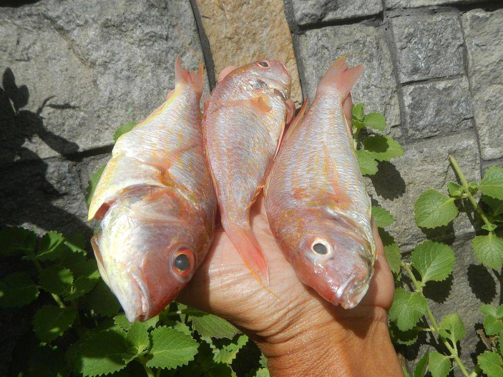 ilustrasi ikan Nemipterus (commons.wikimedia.org/Judgefloro)