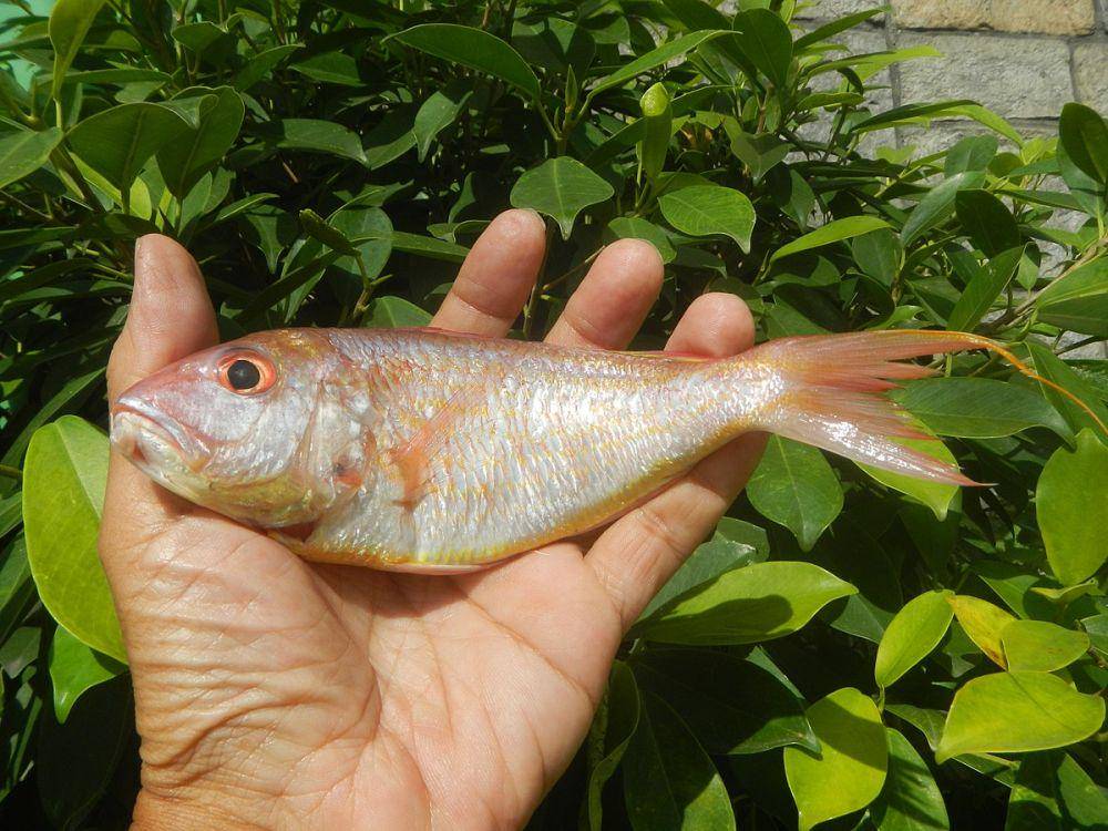 ilustrasi ikan Nemipterus (commons.wikimedia.org/Judgefloro)