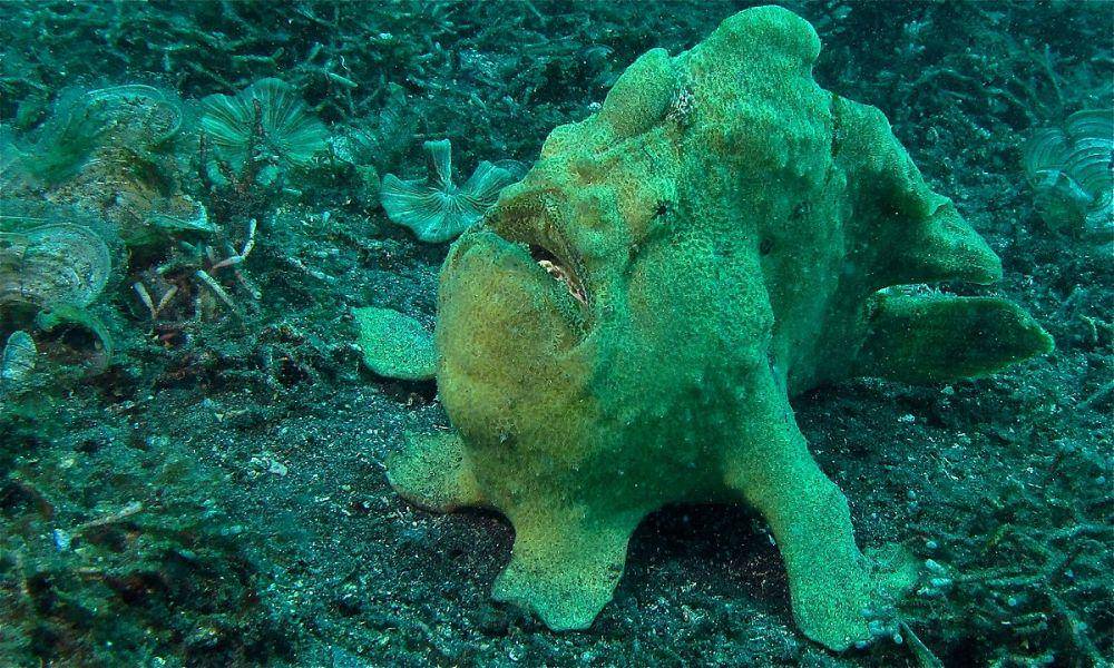 ilustrasi frogfish (commons.wikimedia.org/Bernard DUPONT)
