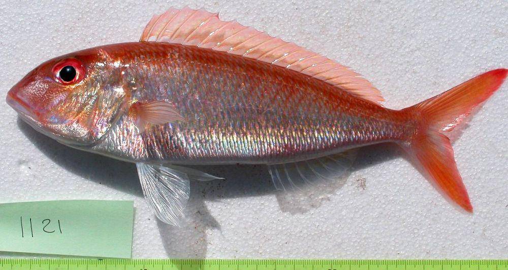 ilustrasi ikan Nemipterus (commons.wikimedia.org/Jean-Lou Justine)