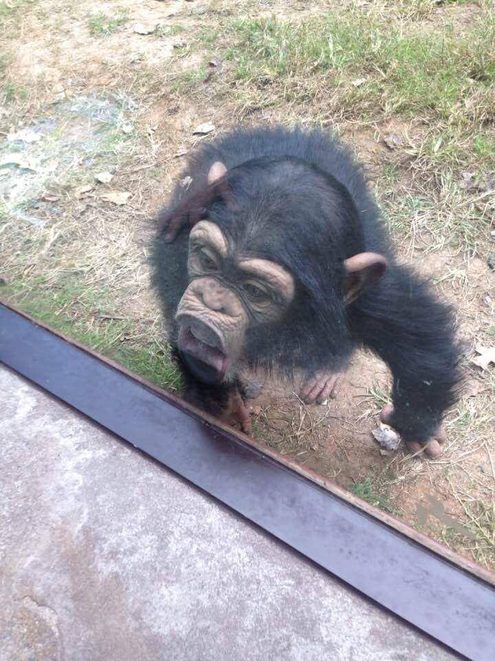 potret momen kocak di kebun binatang (reddit.com/user/SpaceGeek21)