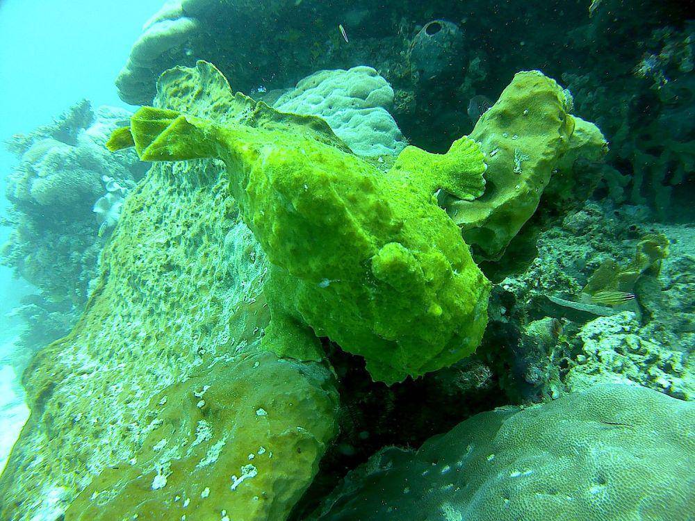 ilustrasi frogfish (commons.wikimedia.org/Marwan Mohamad)