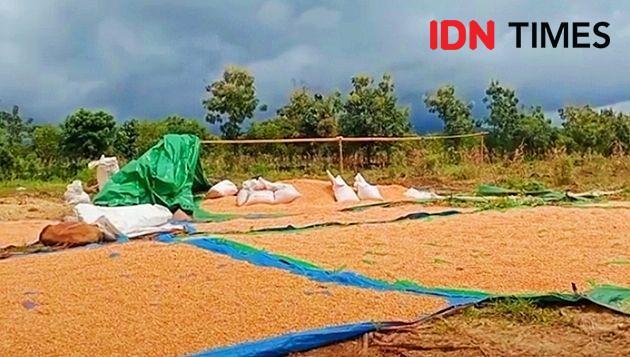 Target Produksi Jagung 2023 di Bima Sebanyak 527 Ribu Ton