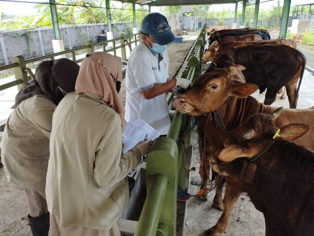 LSD Mewabah di Jateng, Penjualan Hewan Ternak Diawasi Ketat