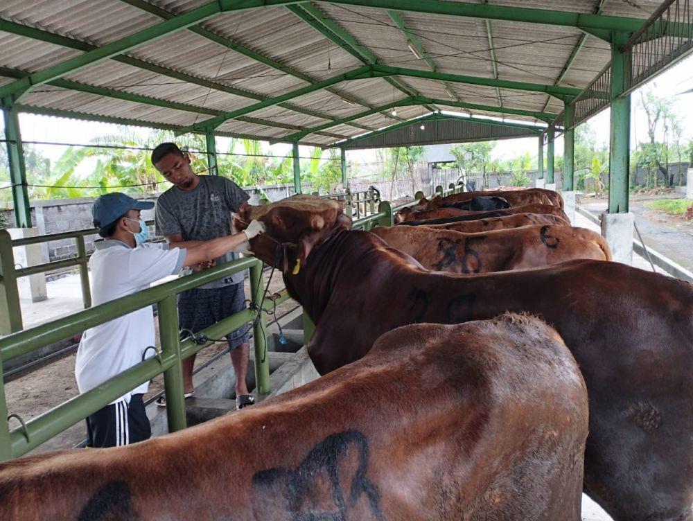 Penyakit LSD Ternak, Disnakkeswan Lampung: Jaga Kebersihan Kandang