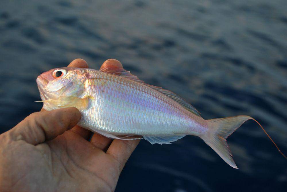 ilustrasi ikan Nemipterus (inaturalist.org)