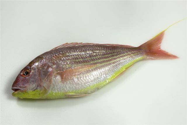 ilustrasi ikan Nemipterus (commons.wikimedia.org/Shankaragouda)