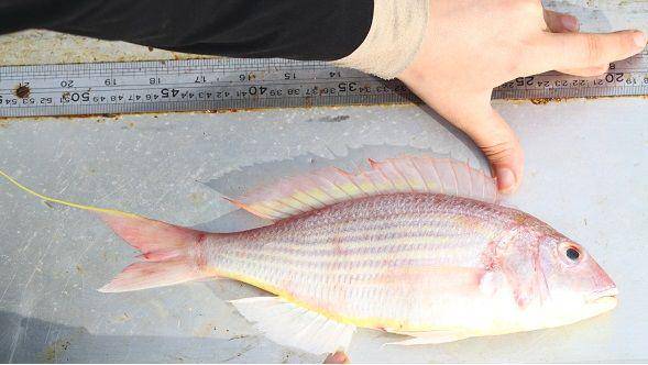 ilustrasi ikan Nemipterus (commons.wikimedia.org/Seyyed Nasrollah)