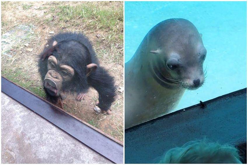 kolase potret momen kocak di kebun binatang (reddit.com/user/SpaceGeek21 | reddit.com/user/ajblades123)