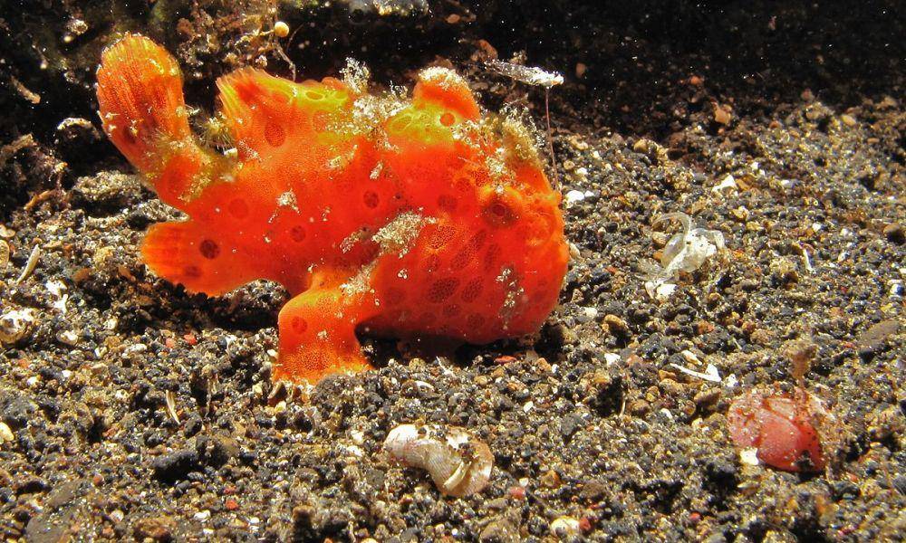 ilustrasi frogfish (commons.wikimedia.org/Bernard DUPONT)