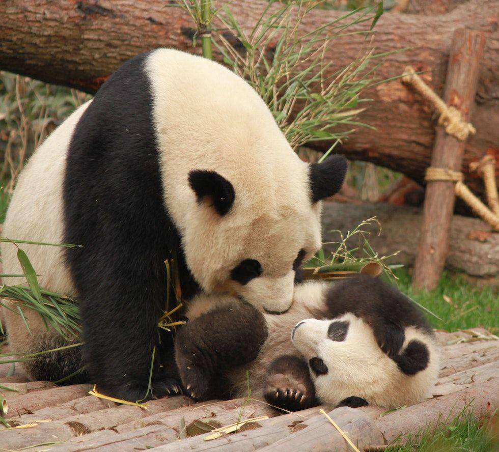 ilustrasi induk panda yang sedang bermain dengan anaknya (pexels.com/Diana Silaraja)