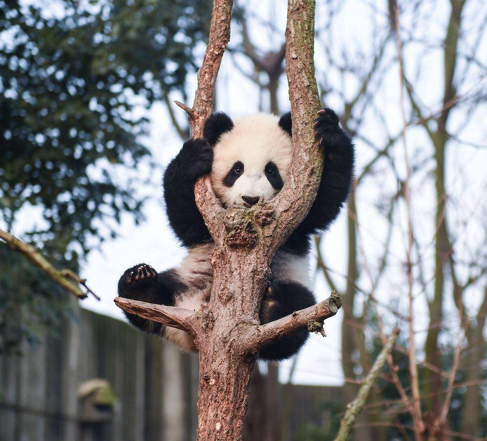 ilustrasi panda yang sedang memanjat pohon (pexels.com/Greece-China News)