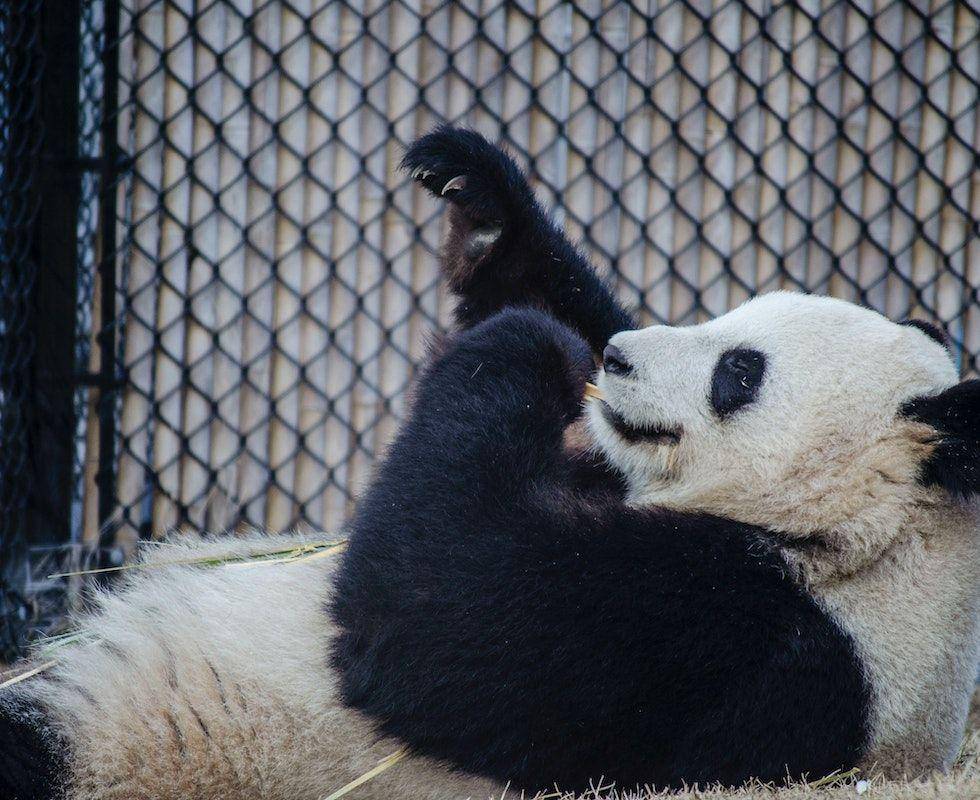 ilustrasi panda yang memperlihatkan jemarinya (pexels.com/Kayla S)