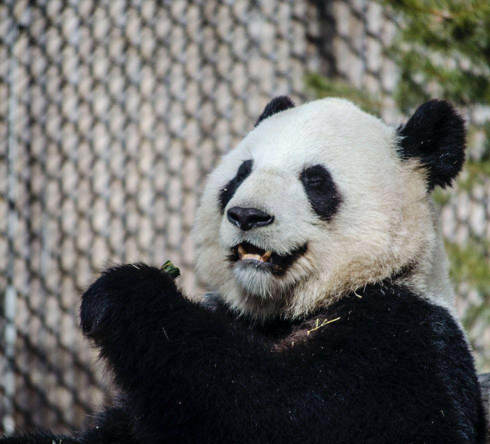 ilustrasi panda yang terlihat gigi karnivoranya (pexels.com/Kayla S.)