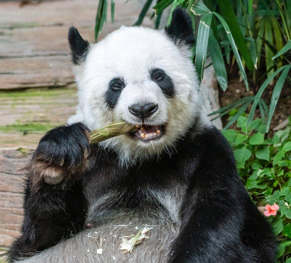 ilustrasi seekor panda yang sedang makan bambu (pexels.com/Kirandeep Singh Walia)