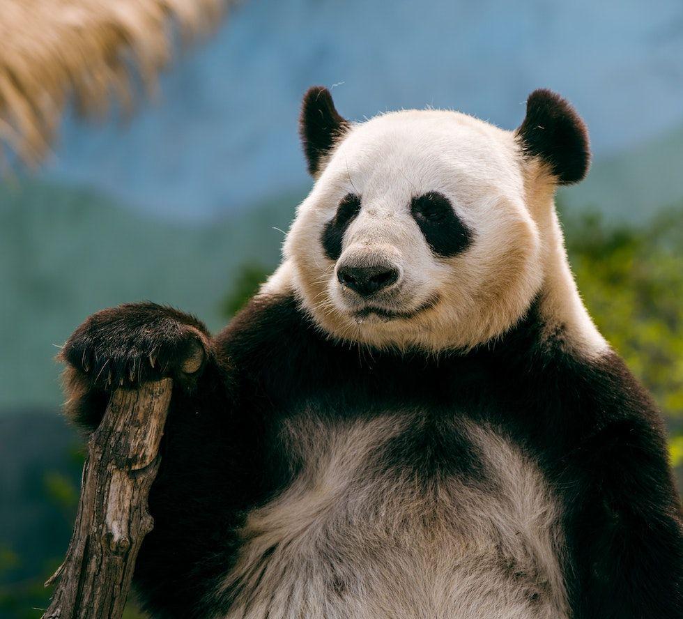 6 Fakta Menarik Panda, Hewan Gemas dan Penuh Tingkah Lucu