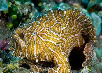 ilustrasi frogfish (commons.wikimedia.org/David Hall)