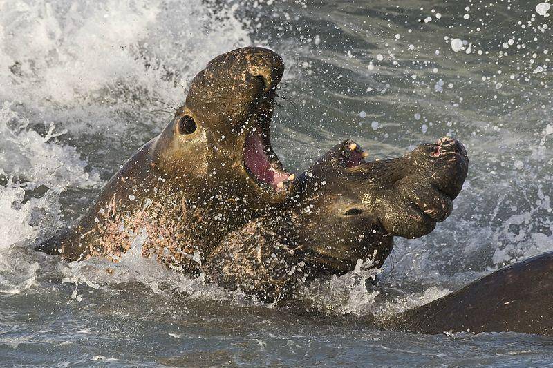 gajah laut utara jantan bertarung (commons.wikimedia.org/Mike Baird)