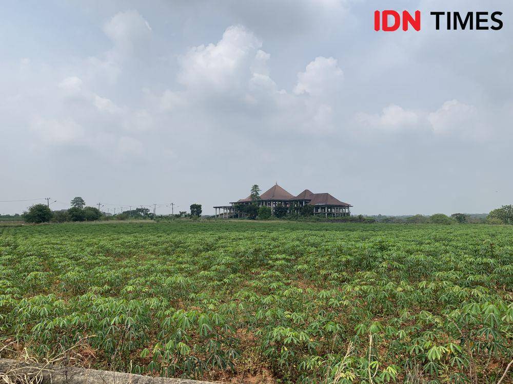 Kebun singkong milik warga sekitar di komplek Projek Kota Baru Lampung. (IDN Times/Rohmah Mustaurida)