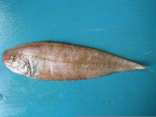 ilustrasi ikan lidah (commons.wikimedia.org/Frederick Hermanus)