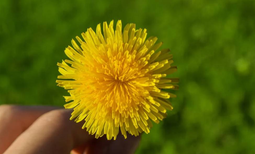 ilustrasi bunga dandelion (pexels.com/Daniel Absi)