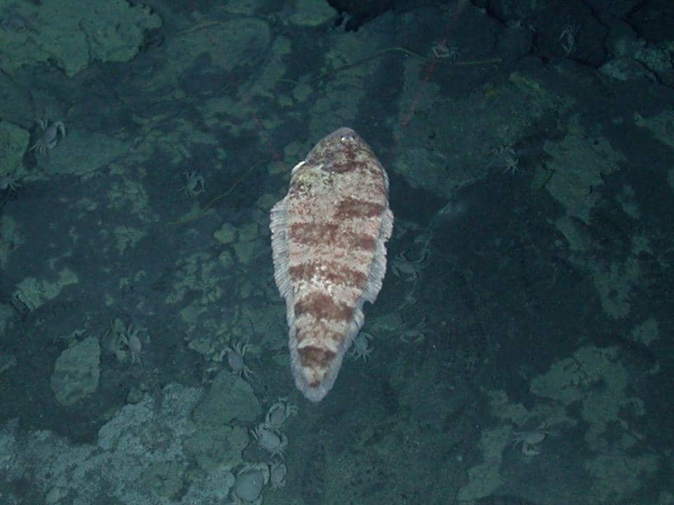 5 Fakta Famili Cynoglossidae, Memiliki Bentuk yang Pipih