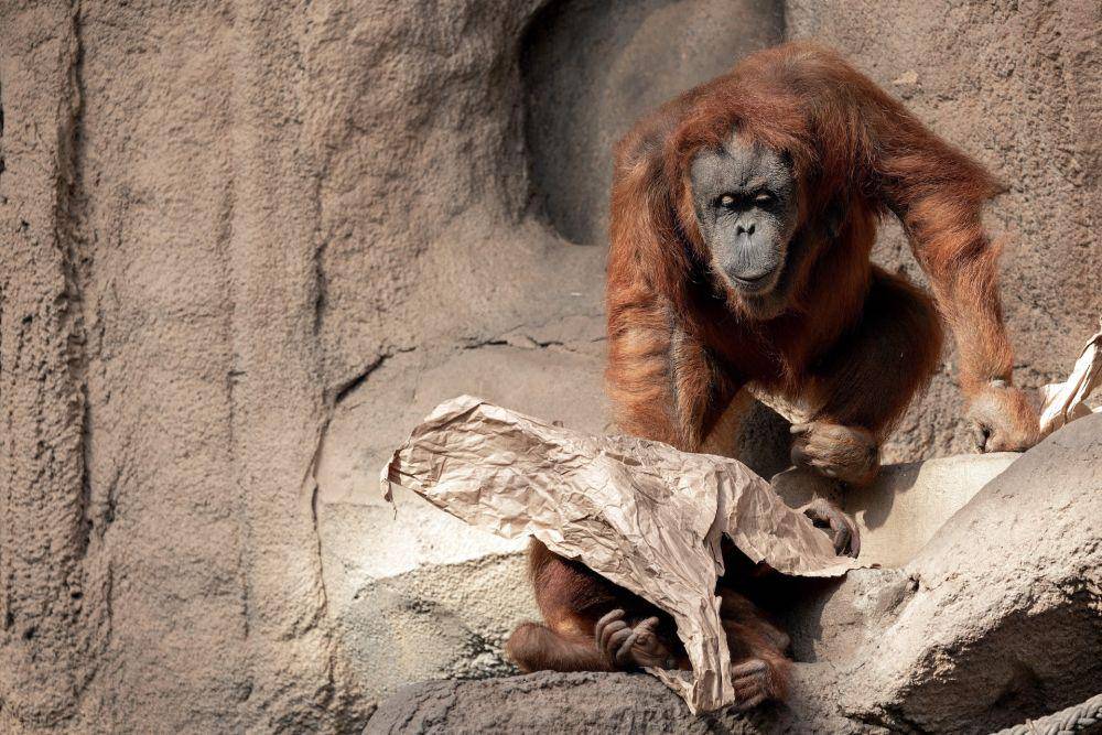 Orang utan (pexels.com/Antonio Friedemann)