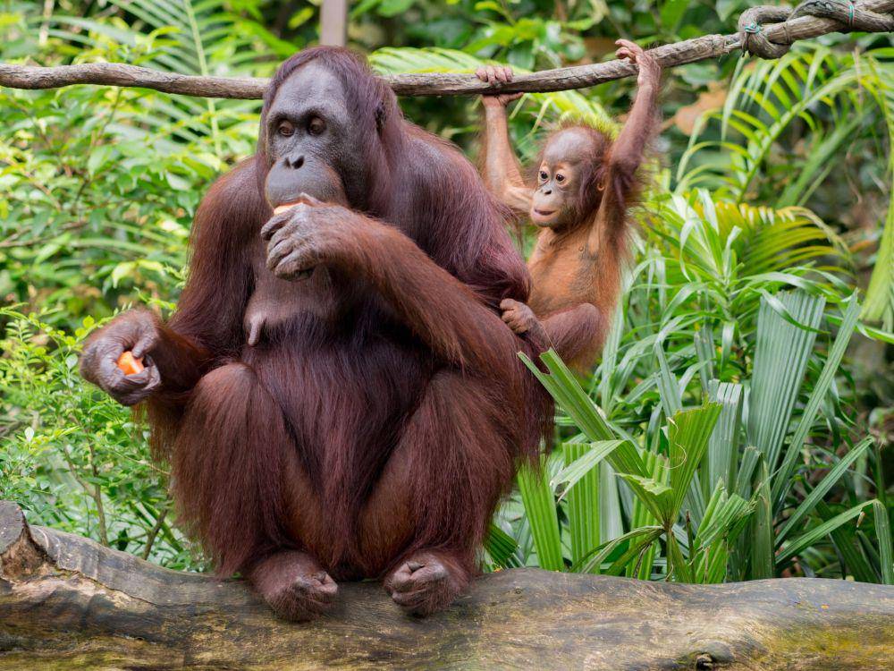 Orang utan (pexels.com/Brett Jordan)