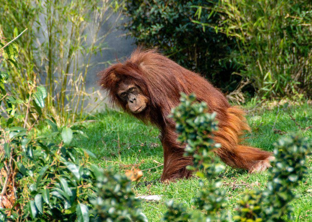 Orang utan (pexels.com/David Atkins)