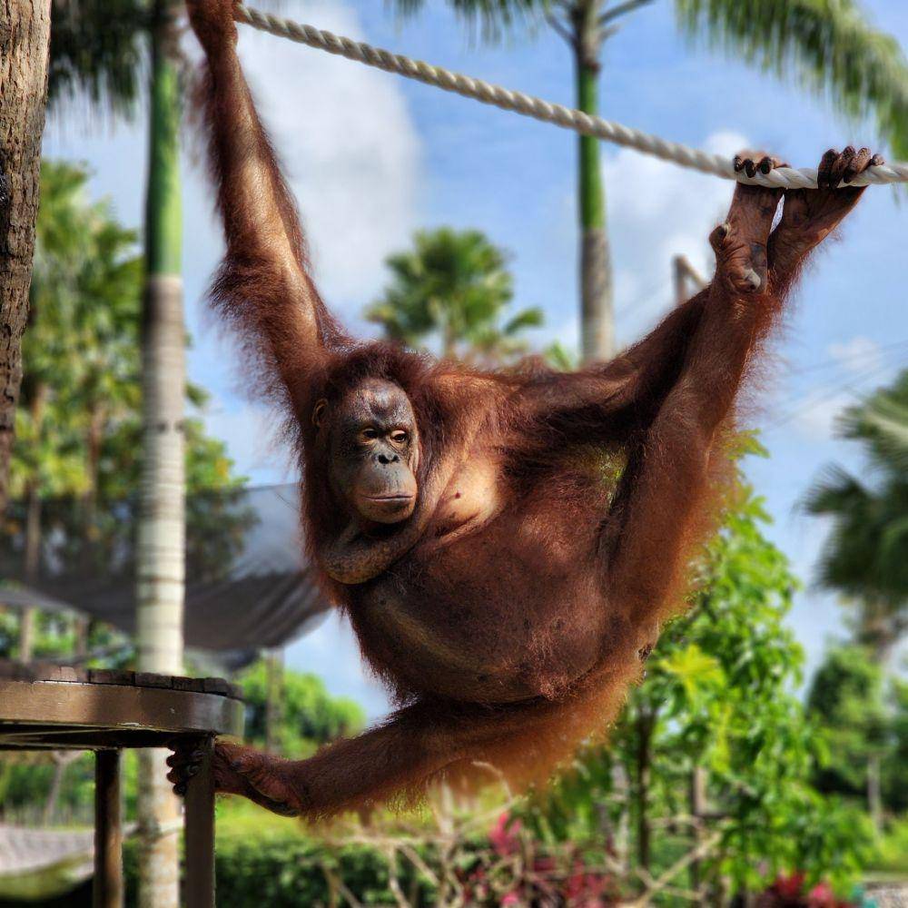 Orang utan (pexels.com/Julio M)