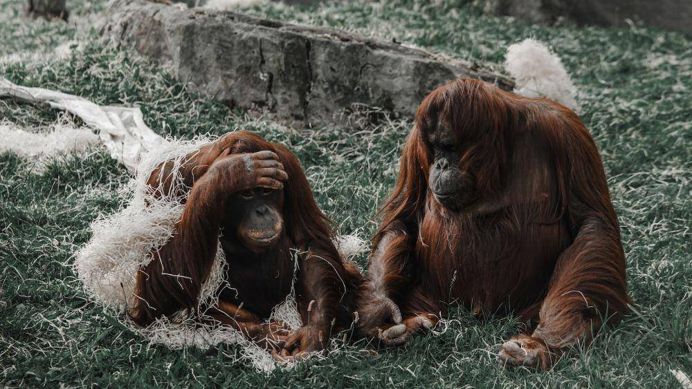 Orang utan (pexels.com/Nathan J Hilton)