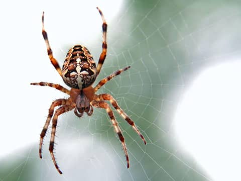 5 Fakta Laba-laba yang Cukup Menakjubkan | IDN Times