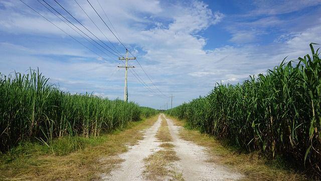 ilustrasi ladang tebu (Pixabay.com/Designoil)