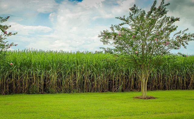ilustrasi ladang tebu (Pixabay.com/JamersDeMers)