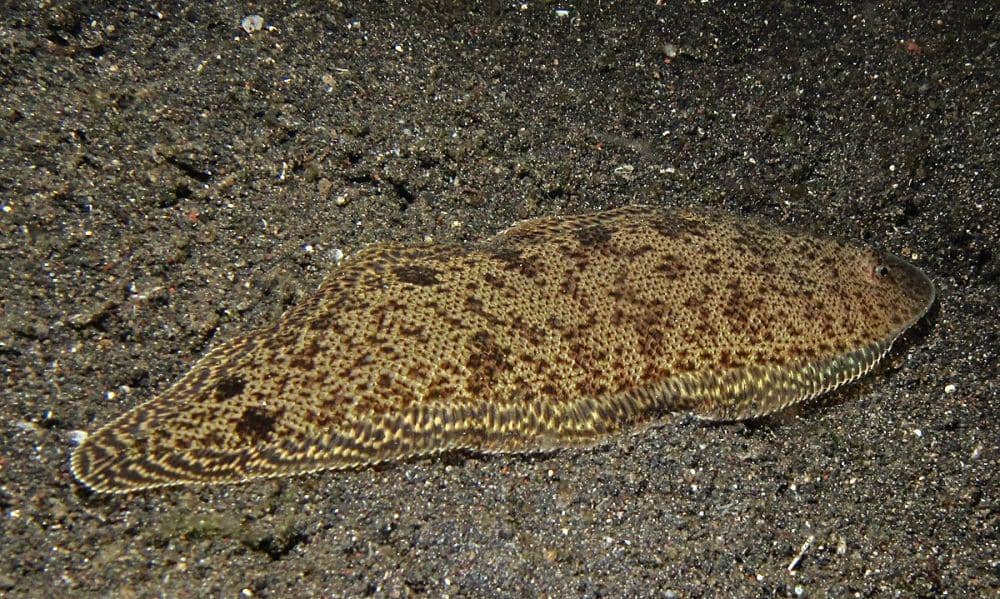 ilustrasi ikan lidah (commons.wikimedia.org/Bernard DUPONT)