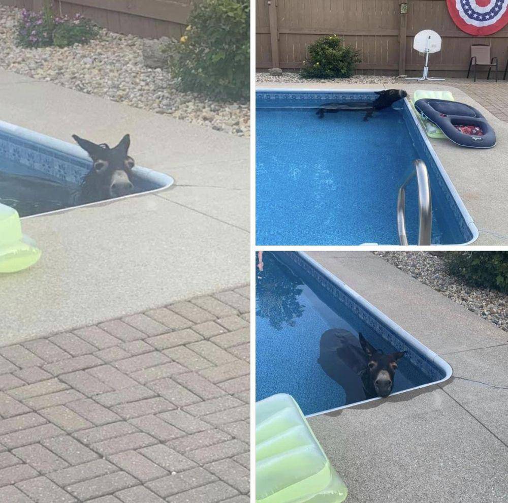 potret kocak di kolam renang (reddit.com/user/Osiris0900)