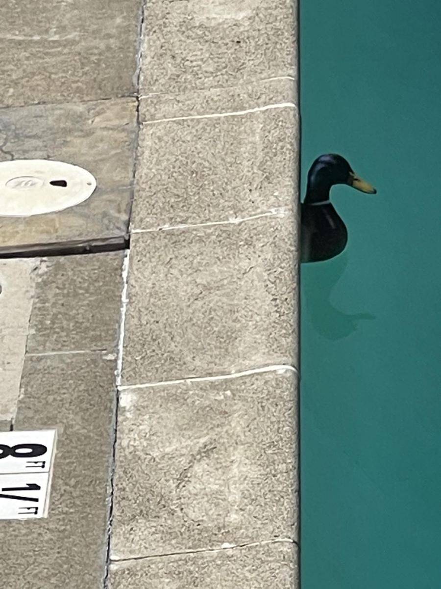 potret kocak di kolam renang (reddit.com/user/whatley88)