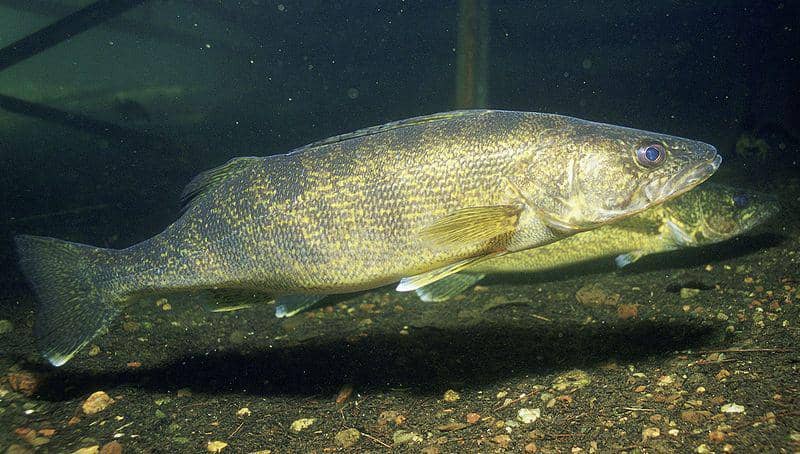 ilustrasi ikan walleye (commons.wikimedia.org/Mitchill)