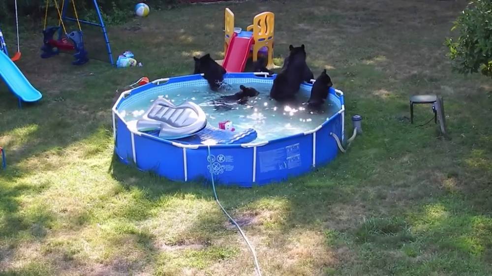 potret kocak di kolam renang (reddit.com/user/wisewordsofwarren)
