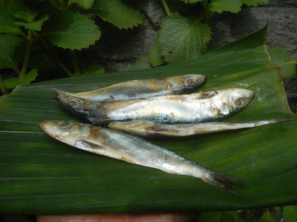 ilustrasi ikan sarden pelangi (commons.wikimedia.org/Judgefloro)