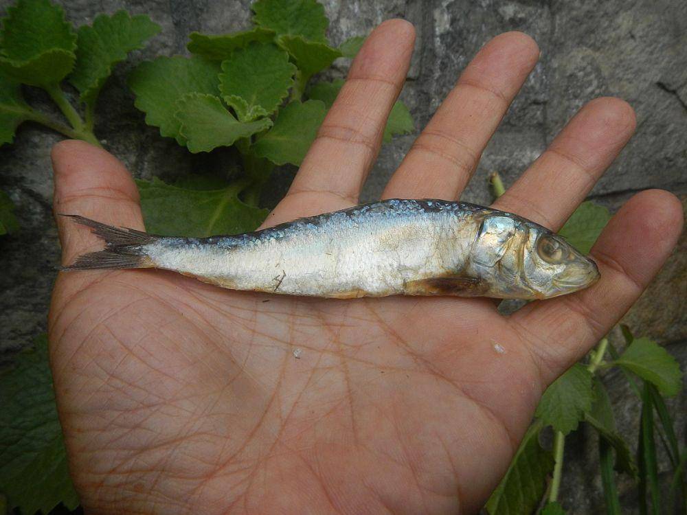 ilustrasi ikan sarden pelangi (commons.wikimedia.org/Judgefloro)